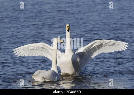 Whooper Swan - Pair displayingOlor cygnus Ouse washes Norfolk, UK BI020776 Foto Stock