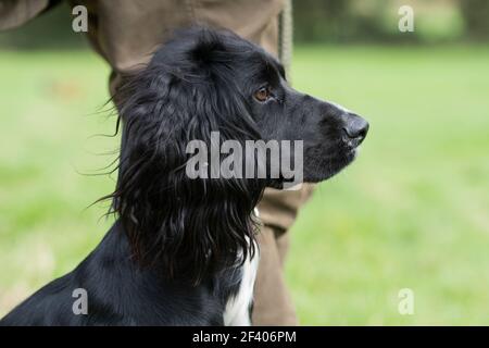 Spaniel cocker in funzione, in attesa al tallone in una giornata di tiro Foto Stock