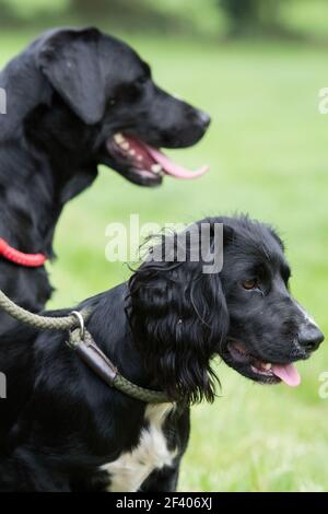 Gundogs; labrador e cocker spaniel al tallone in un giorno di sparare Foto Stock