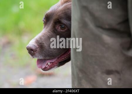 Uno spaniel springer in attesa con il maestro IT&rsquo;s per iniziare a battere Foto Stock