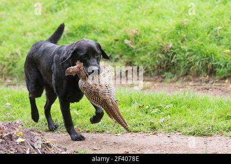 Un labrador nero che recupera un fagiano di gallina Foto Stock