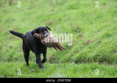 Un labrador nero che recupera un fagiano di gallina Foto Stock