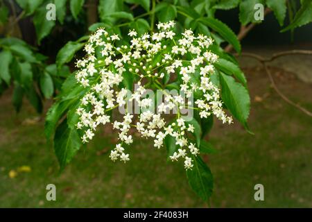 Anziano, mirtillo, nero o anziano europeo (Sambucus nigra), piccoli fiori bianchi nel giardino Foto Stock