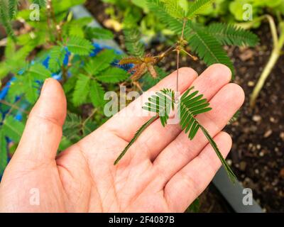 Mimosa Pudica anche chiamato Sensitive Plant, Sleepy Plant, Action Plant, Touch-me-Not, Shameplant. Le sue foglie si ripiegano verso l'interno e cadono quando viene toccato, e. Foto Stock