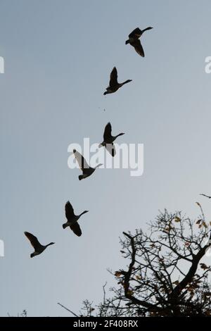 Canada Geese volare in formazione Foto Stock