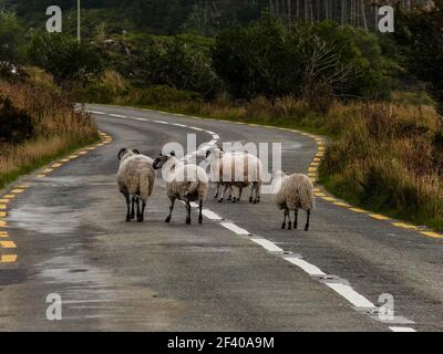 in irlanda, si fa un'ovvia Foto Stock