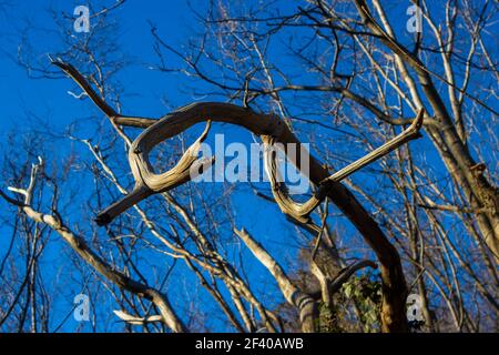Albero essiccato crooked sul bordo di Forest.Looks come magia. Periodo invernale Foto Stock