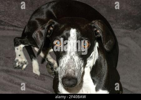 Studio Ritratto di Ruby Greyhound con stelle negli occhi. Occhi belli sempre attenti. Mentire o stare in piedi. Foto Stock