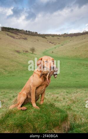 Un labrador rosso volpe, gundog funzionante, che tiene una pernice Foto Stock