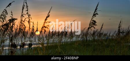 Panorama del tramonto attraverso reed sulla spiaggia,Anna Maria Island,Florida Foto Stock
