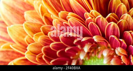 Close up fotografia di Golden crisantemo fiore che mostra la stame e petali Foto Stock