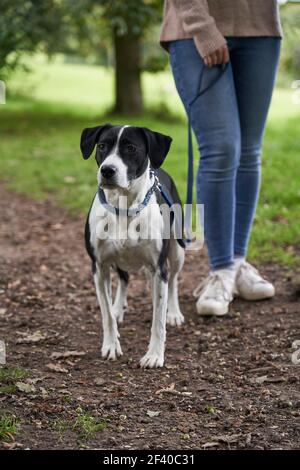 Cane animale domestico su un guinzaglio in piedi con il proprietario femminile sopra sentiero nel parco Foto Stock