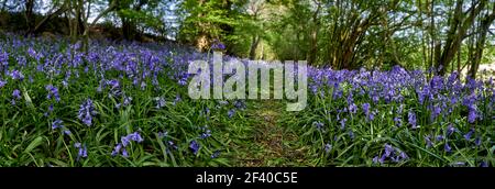 Basso angolo Vista panoramica dei boschi che mostrano un sentiero e fiorifere bluebells in primavera nelle Chiltern Hills, Inghilterra Foto Stock