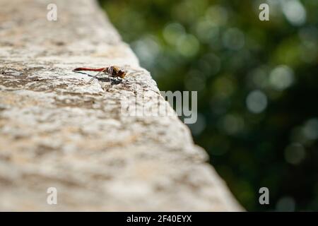 Il sangue Libellula rossa. Crocothemis servilia o scarlet o skimmer rubicondo marsh skimmer trovati in Granada, Spagna. Foto Stock