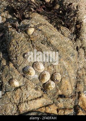 conchiglie in acqua su terreno in pietra da vicino Foto Stock