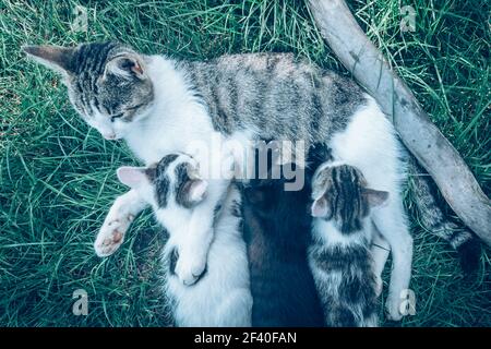 madre di gatto giacente su erba verde e giocando e nutrendo i suoi cuccioli carini Foto Stock