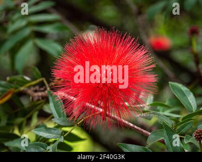 Calliandra (Calliandra ematocephala), fiore rosso simile a un Pompom in una foresta tropicale Foto Stock