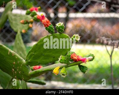 Opuntia Cochenillifera è una specie di Cactus che si trova in un giardino di Medellin, Colombia Foto Stock