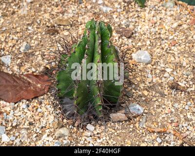 Cappellino del Vescovo o Cactus di Cappa di Monk (Astrophytum ornatum) Nel terreno arido Foto Stock