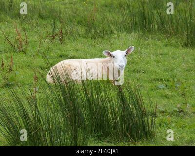 pecore che riposano in erba verde in fattoria in irlanda Foto Stock