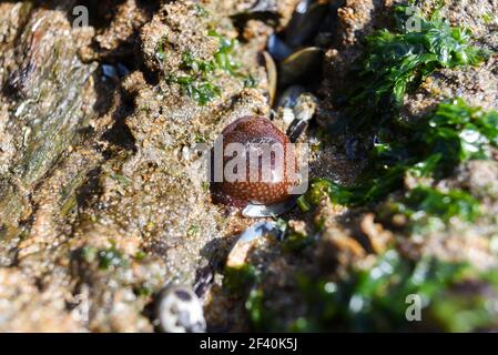 Actinia equina su una pietra in una giornata di sole al largo della costa dell'oceano Atlantico. Foto Stock