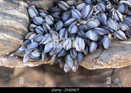 Gruppo di cozze selvatiche sulla roccia che cresce naturalmente sulla roccia della spiaggia a bassa marea. Mytilus edulis Foto Stock