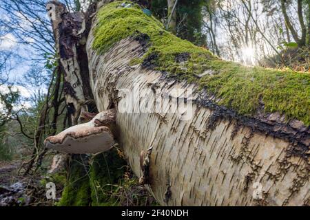 Betulla Polipore (Fomitopsis betulina) staffa fungo che cresce su un albero di betulla caduta in inverno nel Parco Nazionale Exmoor vicino a Dunster, Somerset, Inghilterra. Foto Stock