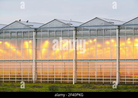 Serre nel paesaggio olandese. Foto Stock