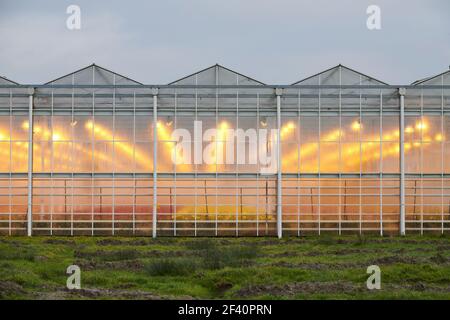 Serre nel paesaggio olandese. Foto Stock