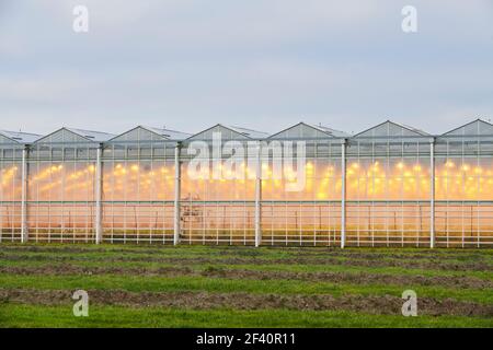 Serre nel paesaggio olandese. Foto Stock