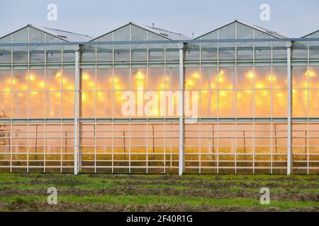 Serre nel paesaggio olandese. Foto Stock