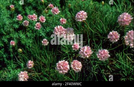 Primo piano Armeria pungens in Sardegna (scansionato da colorslide) Foto Stock