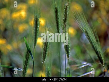 Primo piano di Hordeum murinum in Sardegna, Italia (scansionato da colorslide) Foto Stock