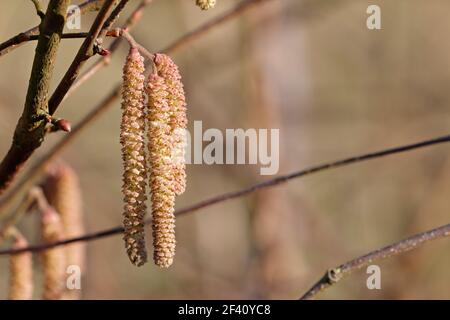 Chazel catkins, Corylus avellana in primavera, Inghilterra, Regno Unito. Foto Stock