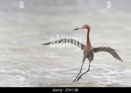 Eret 'dancing' rossastro (Ergretta rufescens) Fort de Soto, florida, USA BI000277 Foto Stock