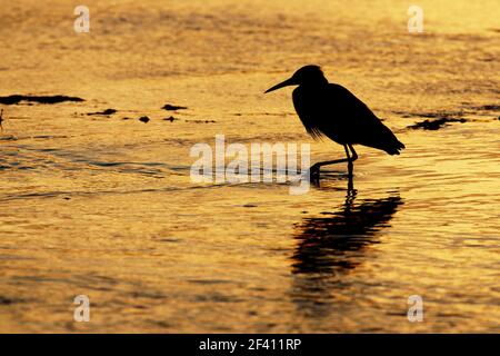 Garzetta rossastra profilarsi all'alba (Egretta rufescens) Ding Darling NWR, Florida, Stati Uniti d'America BI000302 Foto Stock