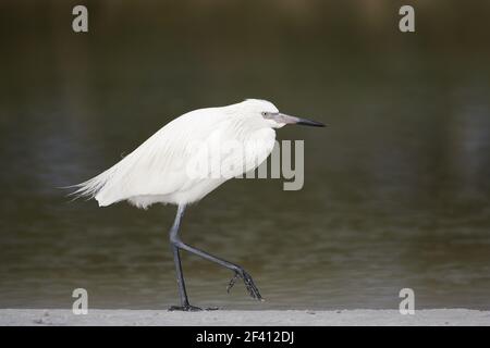 Garzetta rossastra - bianco morph (Egretta rufescens) Fort De Soto, Florida, Stati Uniti d'America BI000380 Foto Stock