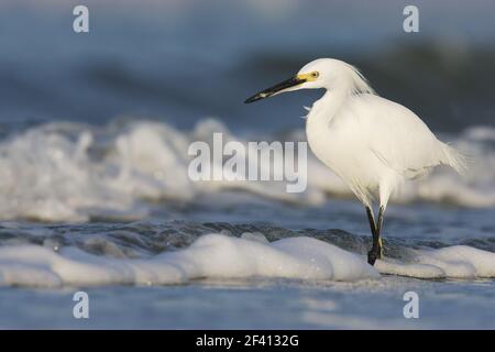 Snowy Egret in surf (Egretta thula) Fort Myers Beach, florida, USA BI000455 Foto Stock