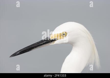 Snowy Garzetta close up (Egretta thuja) Sanibel Island, Florida, Stati Uniti d'America BI000457 Foto Stock