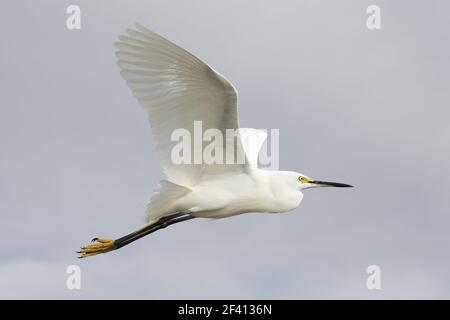 Snowy Garzetta in volo (Egretta thuja) Sanibel Island, Florida, Stati Uniti d'America BI000464 Foto Stock