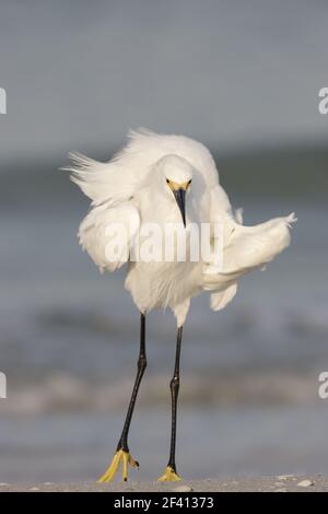 Snowy Egret in volo (Egretta thula) Fort Myers Beach, florida, USA BI000471 Foto Stock