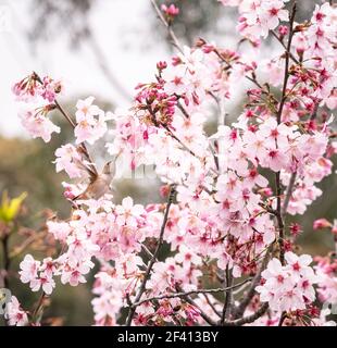 Un uccello umorante di Allen e un mangia di miele su alberi di fiori di ciliegia appena fioriti. Springitme e vibes rosa Foto Stock