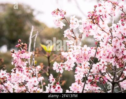 Un uccello umorante di Allen e un mangia di miele su alberi di fiori di ciliegia appena fioriti. Springitme e vibes rosa Foto Stock