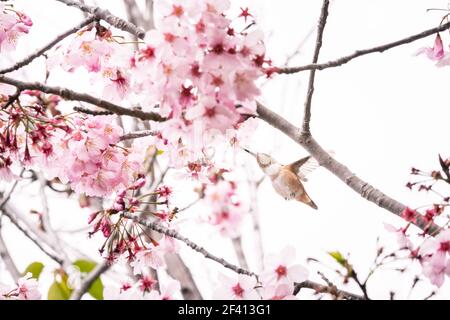Un uccello umorante di Allen e un mangia di miele su alberi di fiori di ciliegia appena fioriti. Springitme e vibes rosa Foto Stock