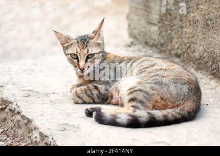 Gatto tabby giacente su scale di cemento closeup. Gatto randagio che giace su scale di cemento closeup Foto Stock