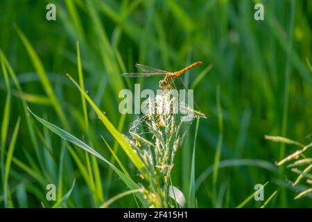 Dragonfly seduto sull'erba, copyspace. Dragonfly seduto sull'erba Foto Stock