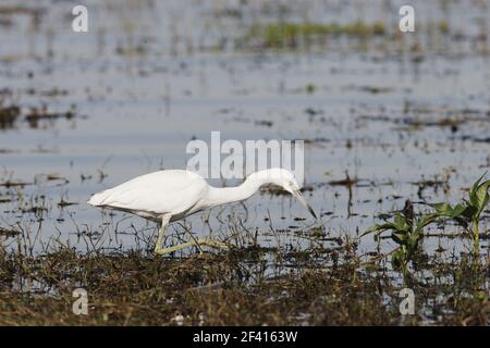 Piccolo airone cenerino immaturi (Egretta caerula) Cypress lake, Florida, Stati Uniti d'America BI000715 Foto Stock