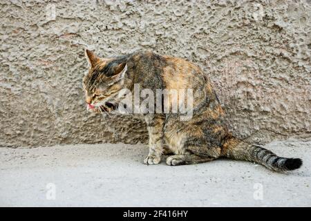 Calico Cat grooming di fronte al muro intonacato grigio. Calico Cat cura di fronte al muro intonacato Foto Stock