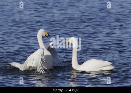 Whooper Swan - Pair displayingOlor cygnus Ouse washes Norfolk, UK BI020782 Foto Stock