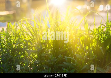 Il sole si inarricia in lunghe lame di erba non tagliata nel pomeriggio estivo. Il sole si svasa in lunghe lame di erba non tagliata Foto Stock